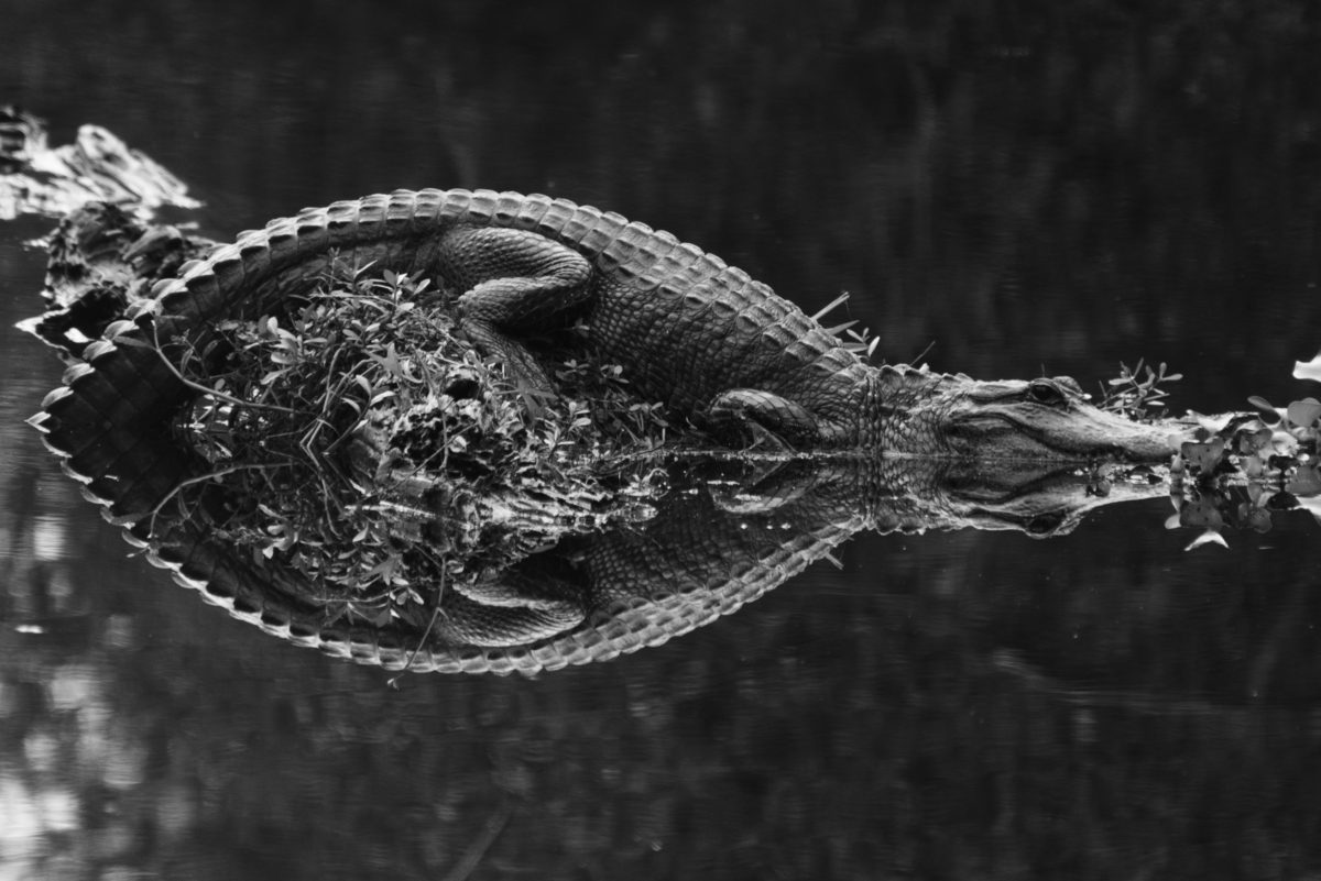 This gator laid out in the middle of the bayou as we sailed by. I love the symmetric image he and his reflection made. #gator #bayoujeanlafitte #louisiana #kyleadlerphotography